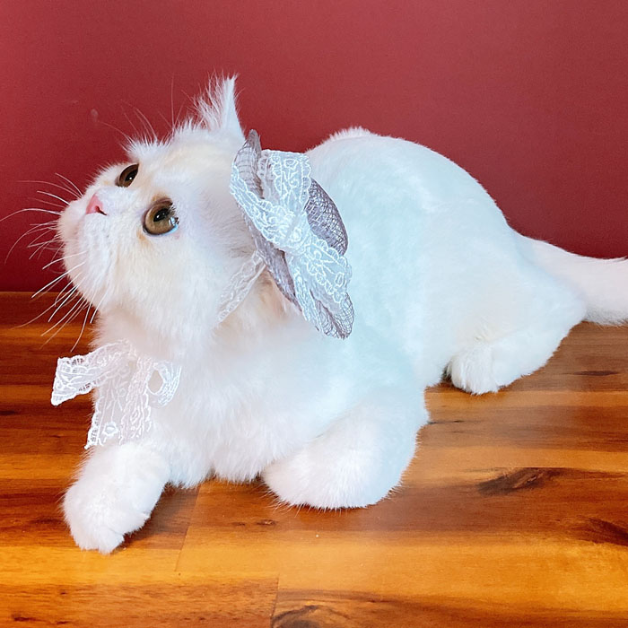 귀여운 고양이 비치 레이스 밀짚 모자 악세사리