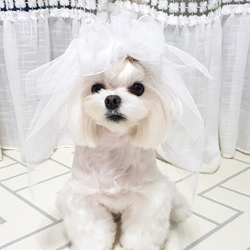 강아지 웨딩 면 사포 드레스 결혼 모자 집게삔 악세사리